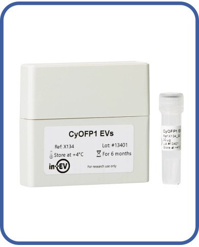 CyOFP1 EVs CyOFP1 EVs