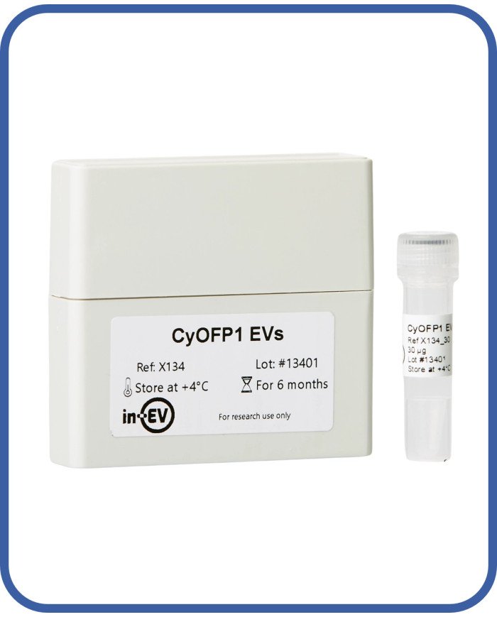 CyOFP1 EVs CyOFP1 EVs