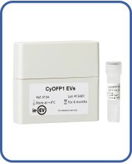 CyOFP1 EVs CyOFP1 EVs