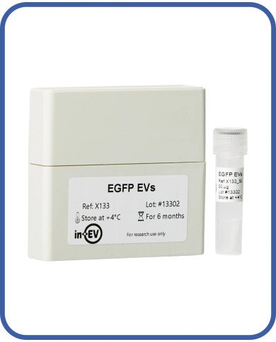 EGFP EVs EGFP EVs