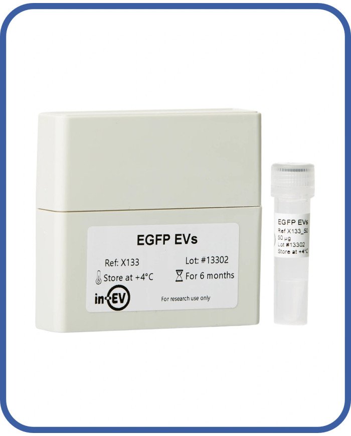 EGFP EVs EGFP EVs