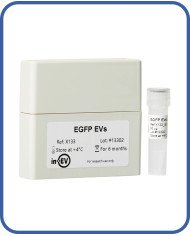 EGFP EVs EGFP EVs