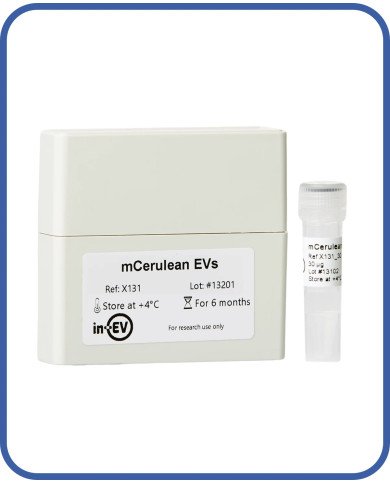 mCerulean EVs mCerulean EVs