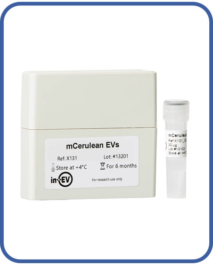 mCerulean EVs mCerulean EVs