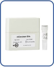 mCerulean EVs mCerulean EVs