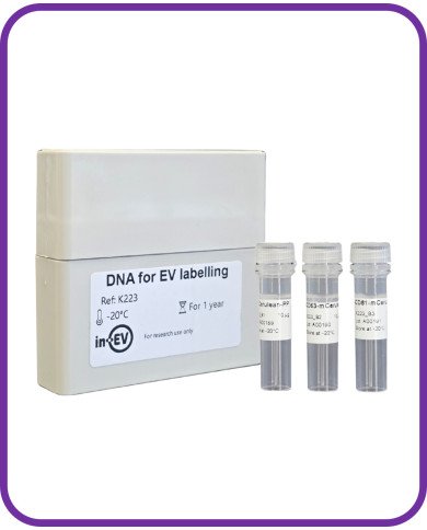 DNA for EV Labelling with luminal mCerulean