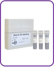 DNA for EV Labelling with luminal mCerulean