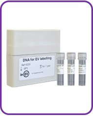 DNA for EV Labelling with luminal CyOFP1