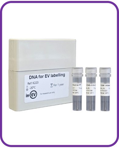 DNA for EV Labelling with luminal mScarlet