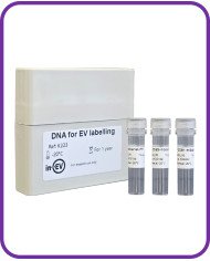 DNA for EV Labelling with luminal mScarlet