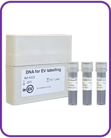 DNA for EV Labelling with luminal NanoLuc