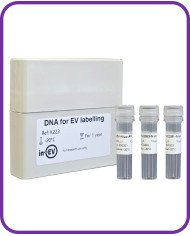 DNA for EV Labelling with luminal NanoLuc