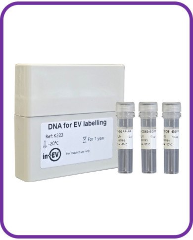 DNA for EV Labelling with luminal EGFP