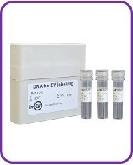 DNA for EV Labelling with luminal EGFP